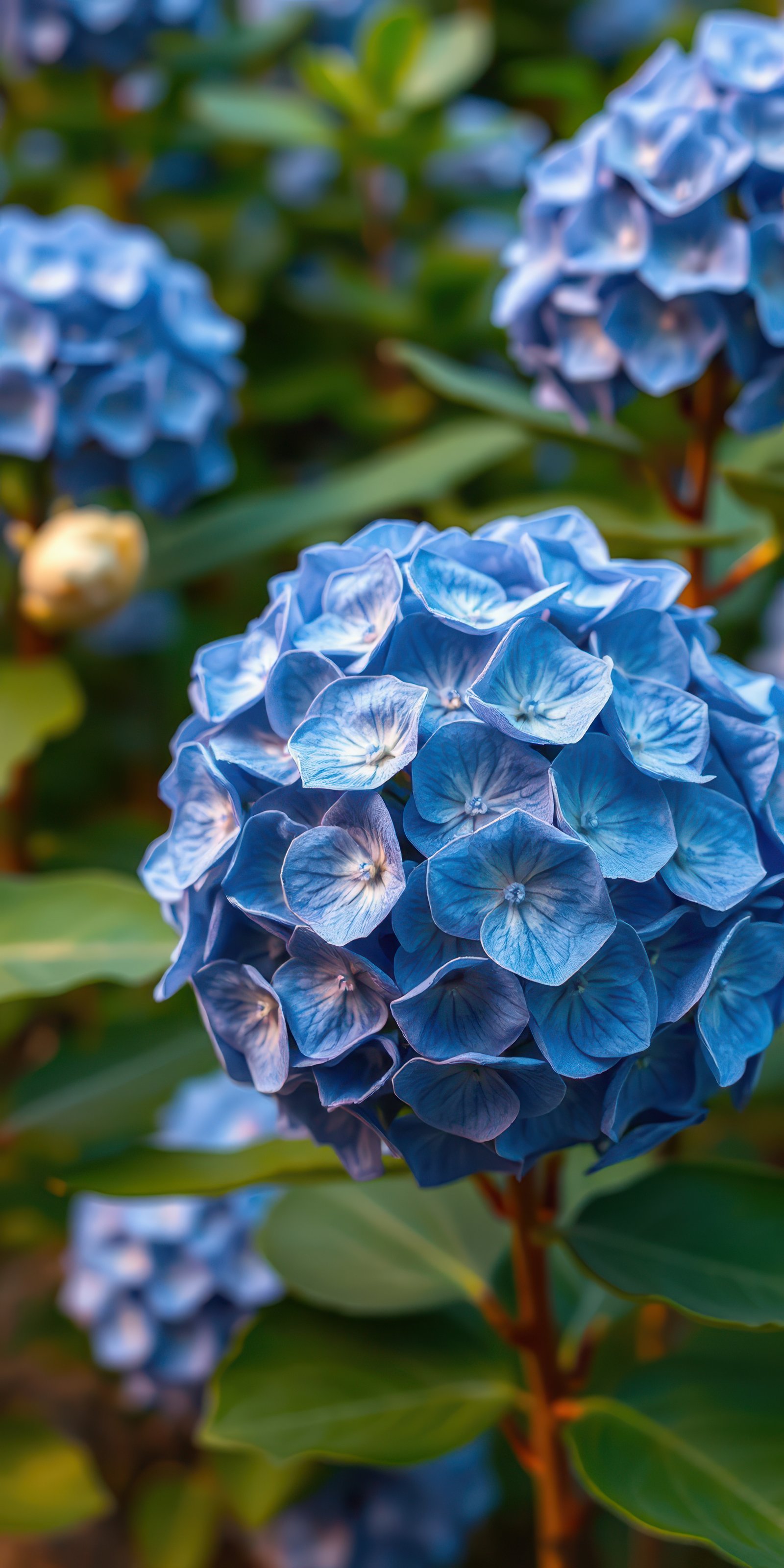 Beautiful blue hydrangeas blooming in a lush garden during the summer season
